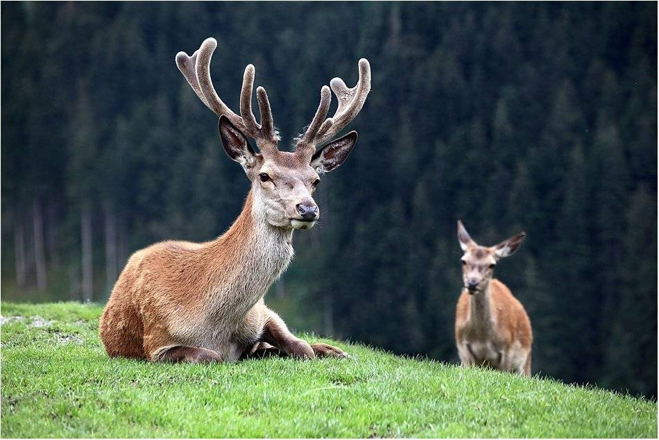 , Вика Иванова