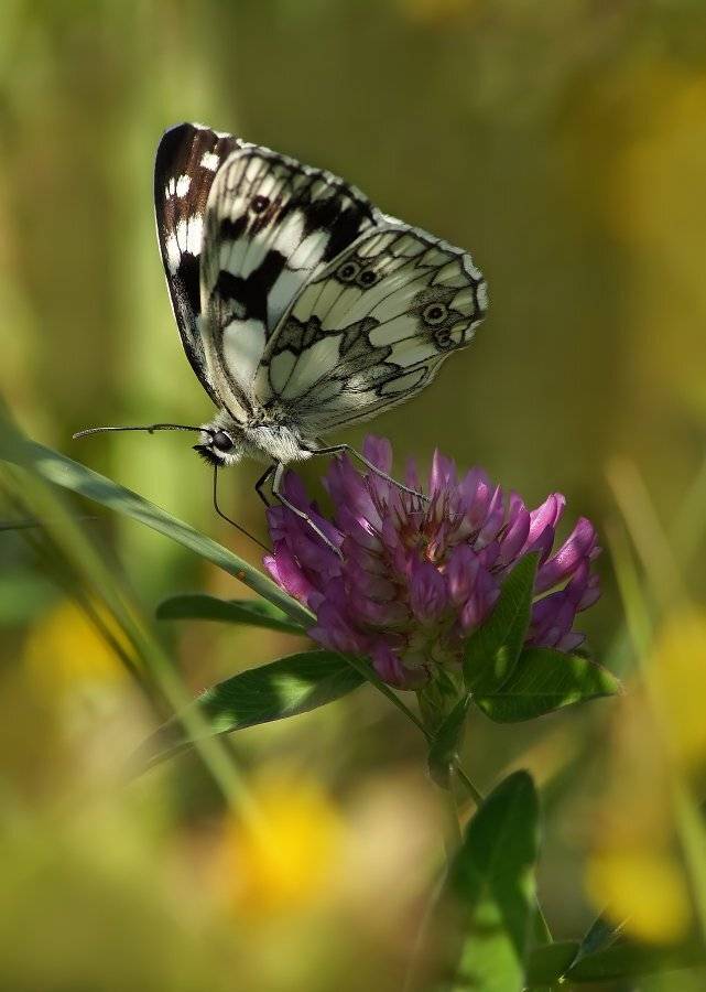 пестроглазка, галатея, Cheplenko Aleksey