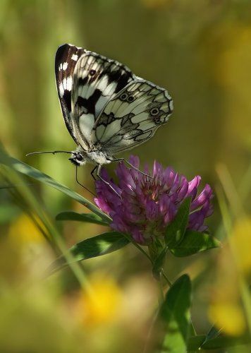 Пестроглазка Галатея