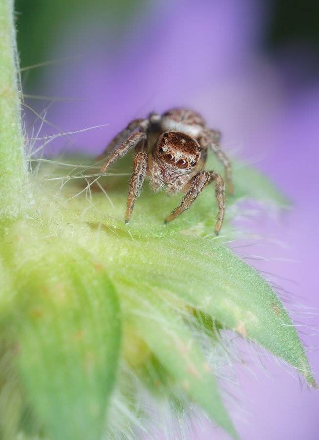 , Сергей Харитон