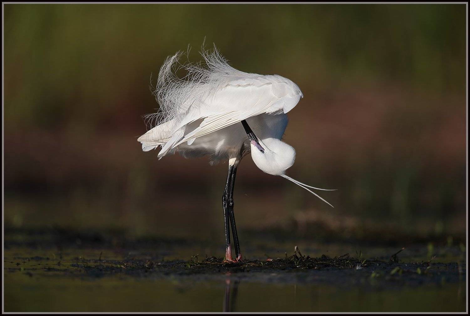 белая, цапля, Michael Faiman