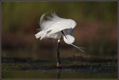 Подвенечная