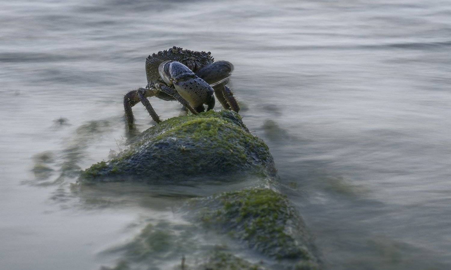 море , краб, ФЁДОР