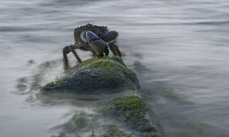 море , краб КОРОЛЬ ГОРЫ фото превью