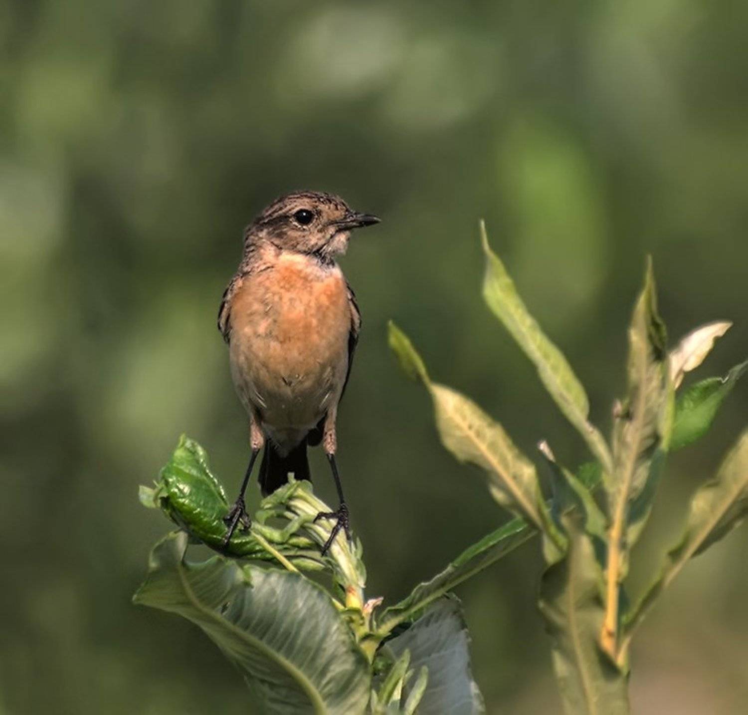 птица,луговой чекан,самка, Ермолаев Андрей