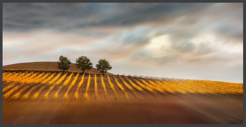 тоскана, пейзаж, виноградник Тосканские зарисовки фото превью