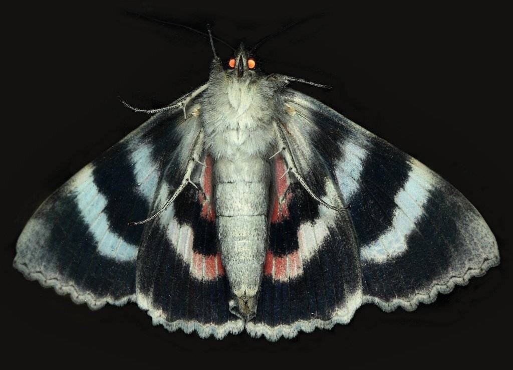 орденская, лента, малиновая, (catocala, sponsa), Сергей Таланов