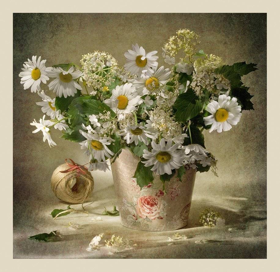 натюрморт,ромашки, Светлана Л.