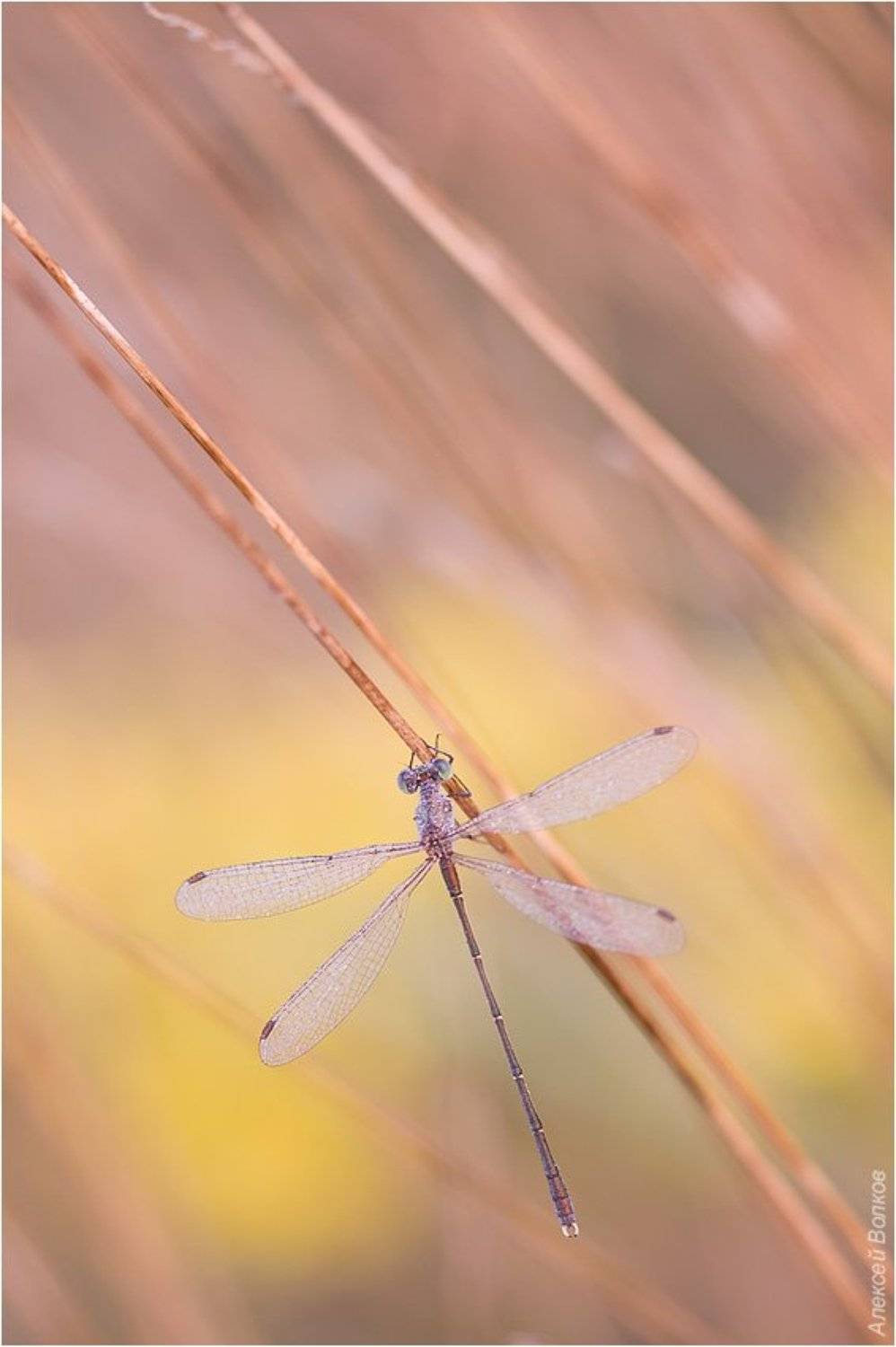 стрекоза, утро, Алексей Волков
