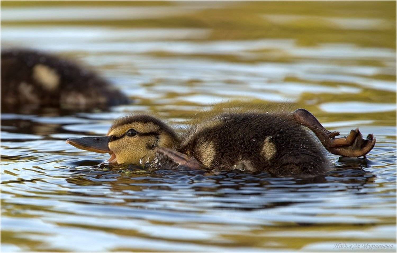 кряква, птенец, Надежда Муравьёва