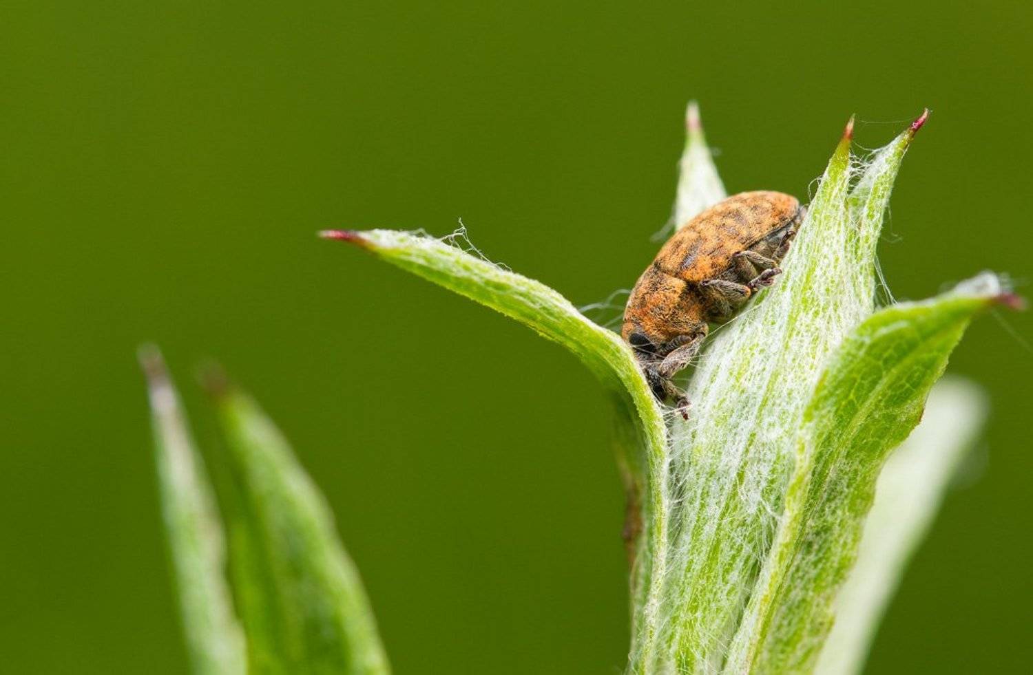 , Шмыров Илья