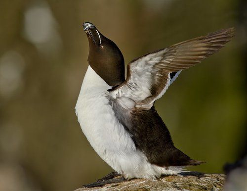 физкультурник