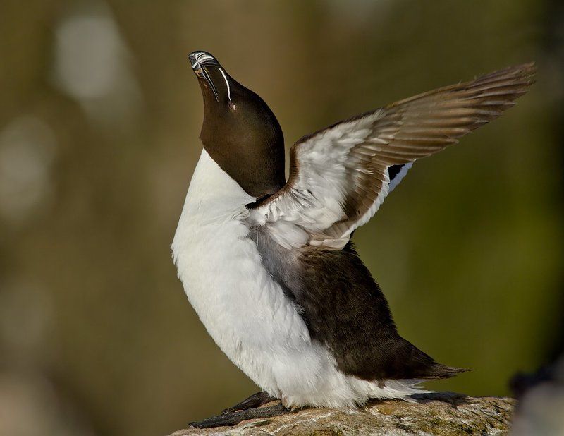 гагарка физкультурник фото превью
