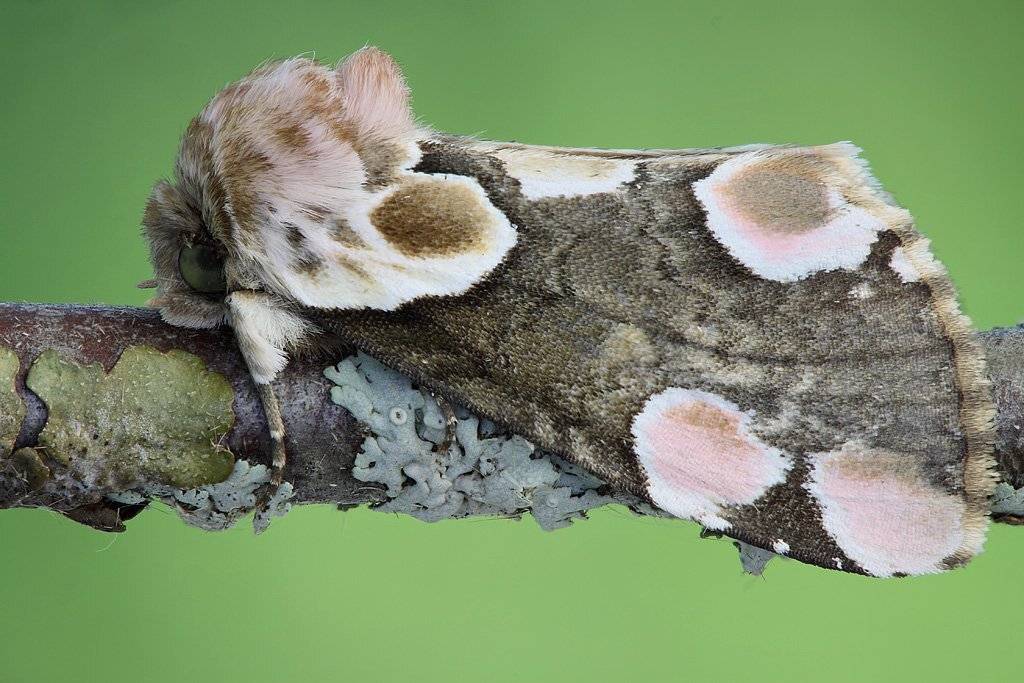 пухоспинка розовая - thyatira batis (linnaeus, 1758), Сергей Таланов