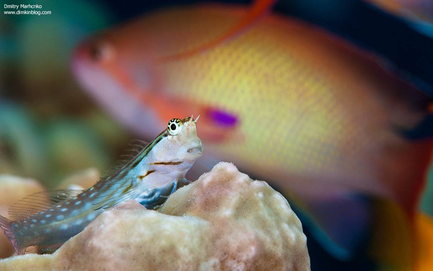 подводное фото, собачка,blenny, unterwater, Дмитрий