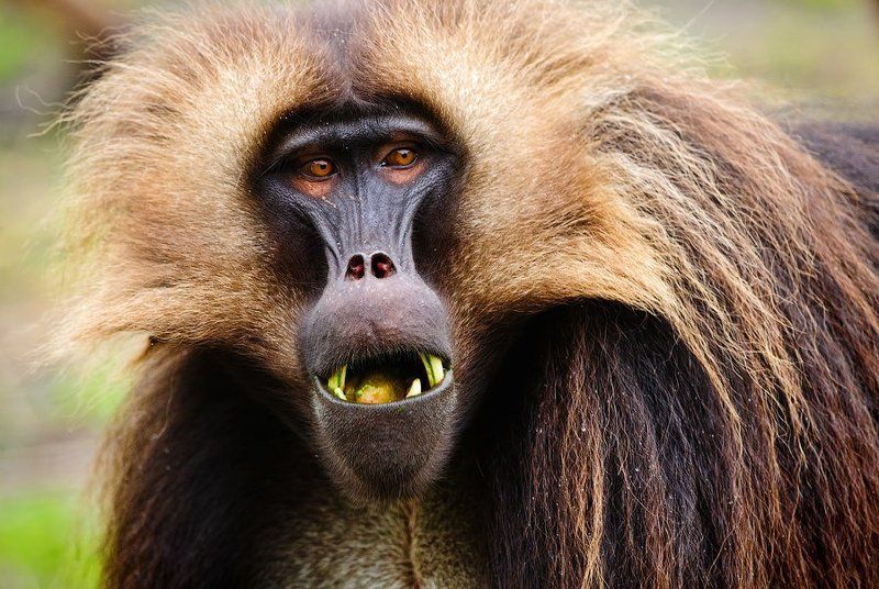 wildlife, ethiopia, animals Вожак фото превью