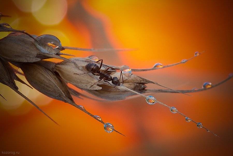 муравей, колос, пшеница, Ирина Козорог