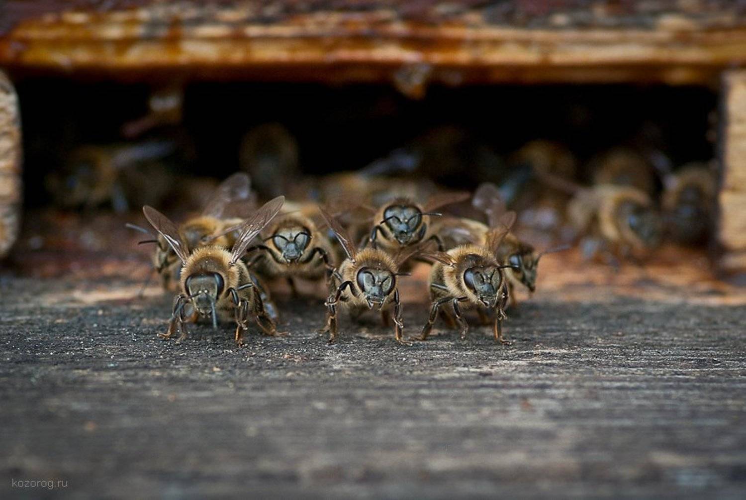 пчела, Ирина Козорог