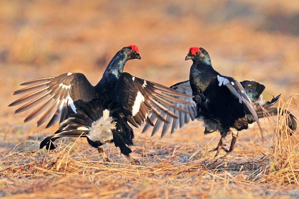 , Алексей Тищенко