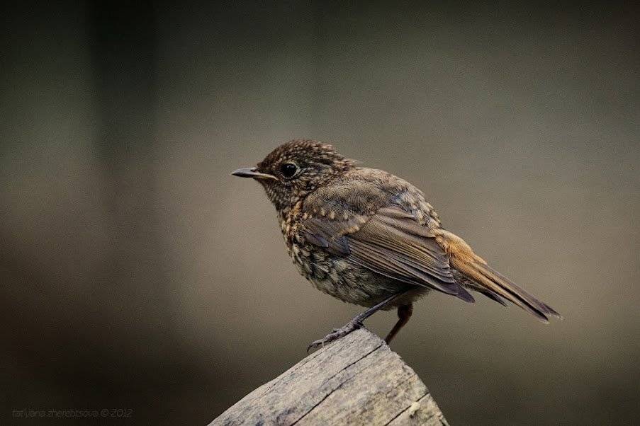 , Татьяна Жеребцова