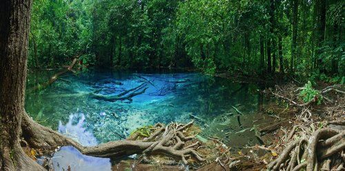 Tropical springs