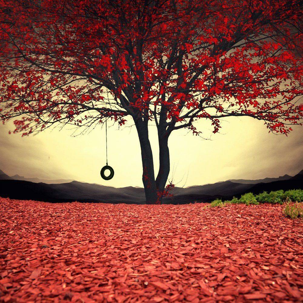 , Caras Ionut