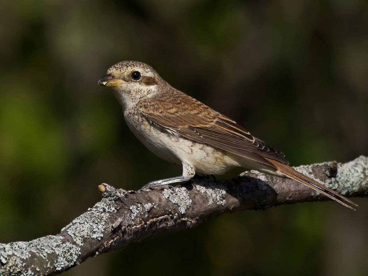 жулан, Ляпустин Юра