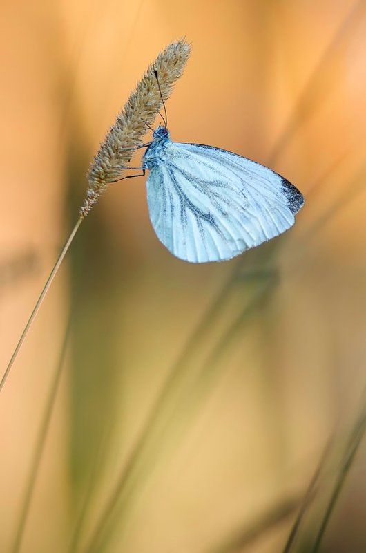 утренние бабочки... фото превью