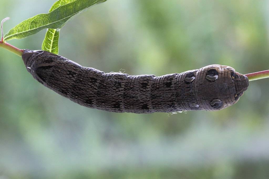 бражник винный средний - deilephila elpenor (linnaeus, 1758)., Сергей Таланов