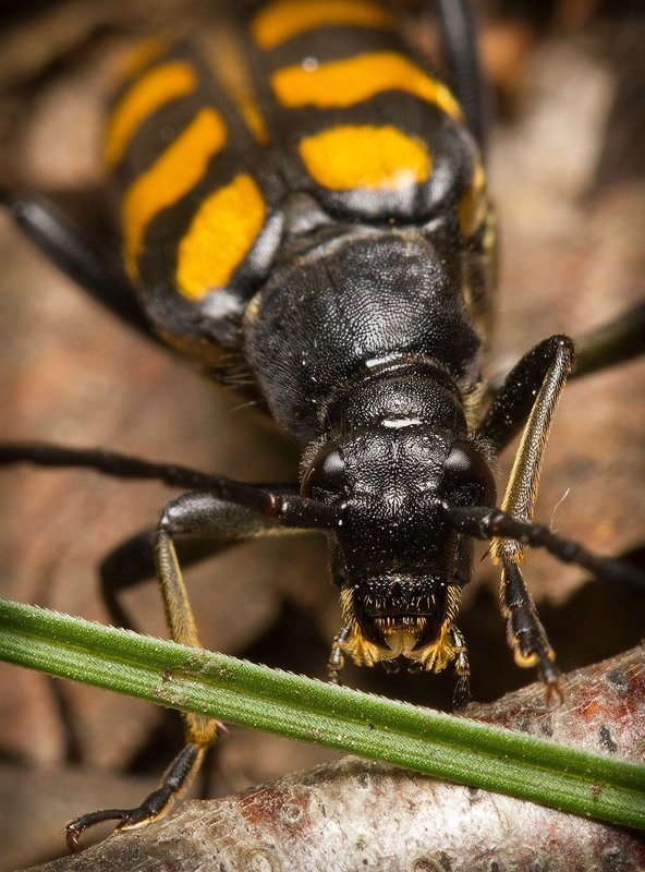 * фото превью