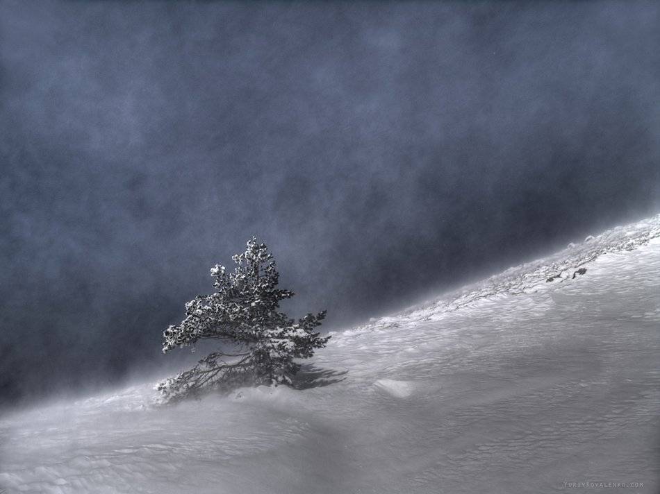 kovalenko, крым, пейзаж, дерево, зима, снег, метель, Юрий Коваленко