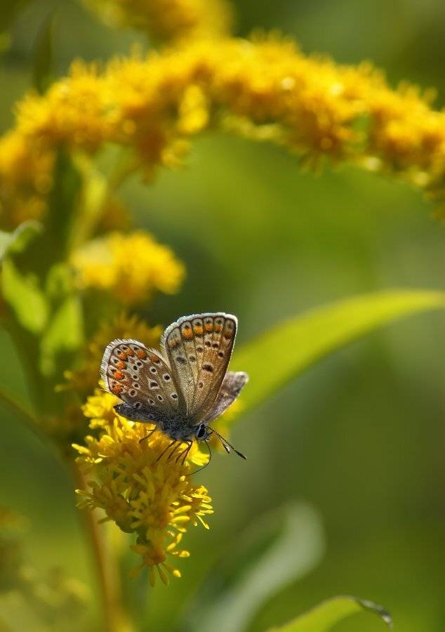 бабочка, голубянка, Cheplenko Aleksey