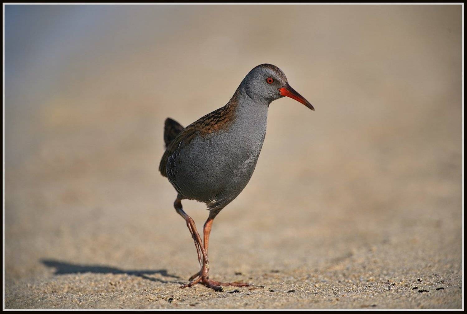 водяной, пастушок, (лат., rallus, aquaticus), Michael Faiman