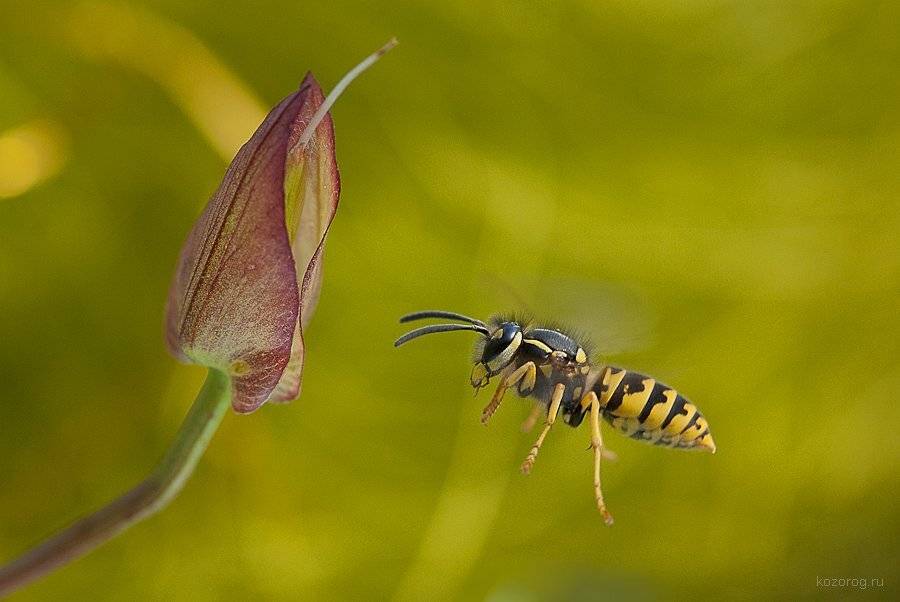 оса, Ирина Козорог