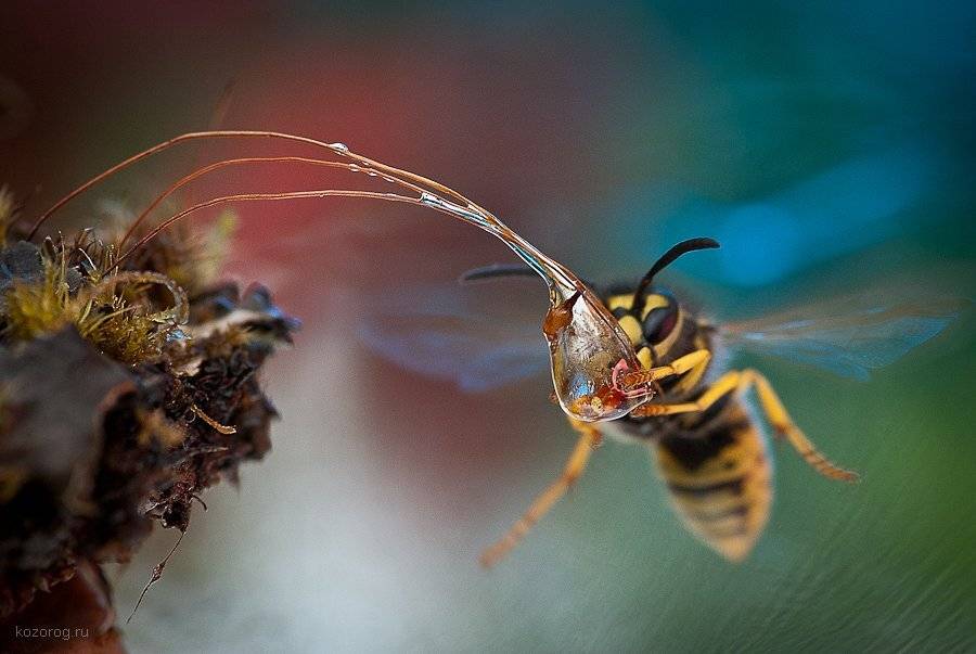 оса, Ирина Козорог