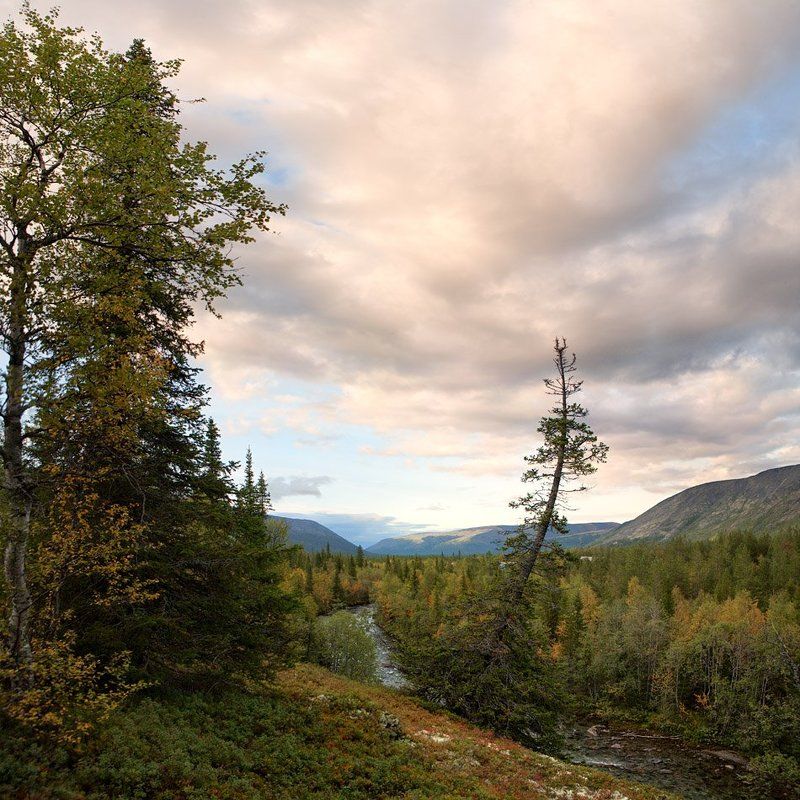 ель Ель фото превью