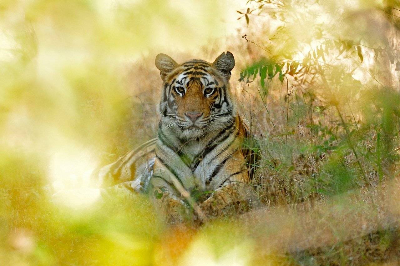 , Алексей Тищенко