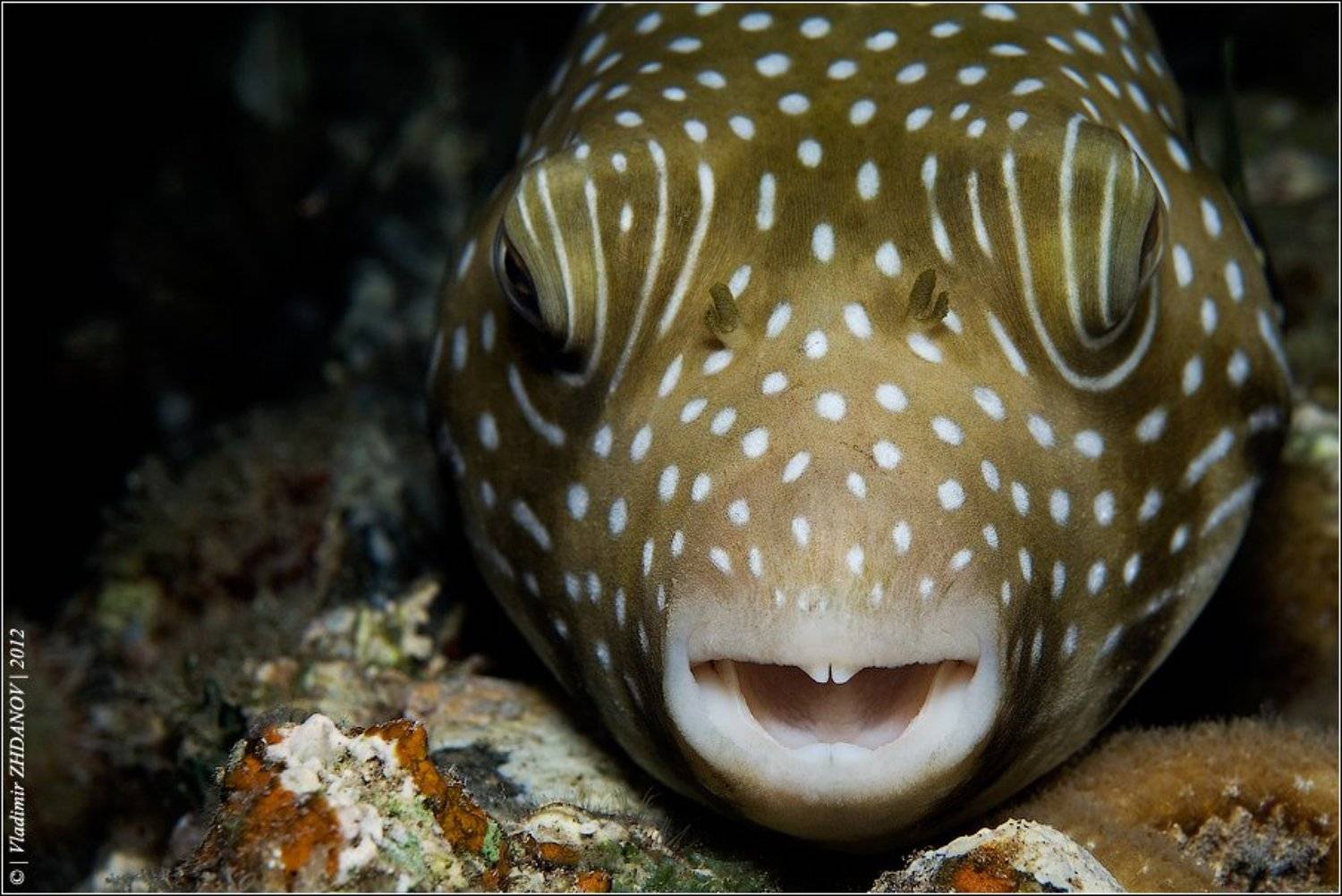 скалозуб, аротрон, иглобрюх, рыба, египет, дахаб, красное, море, подводное, фото, ночное, погружение, Владимир Жданов