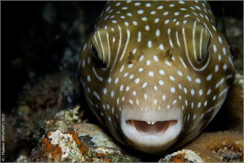 Портрет Смеющегося Аротрона