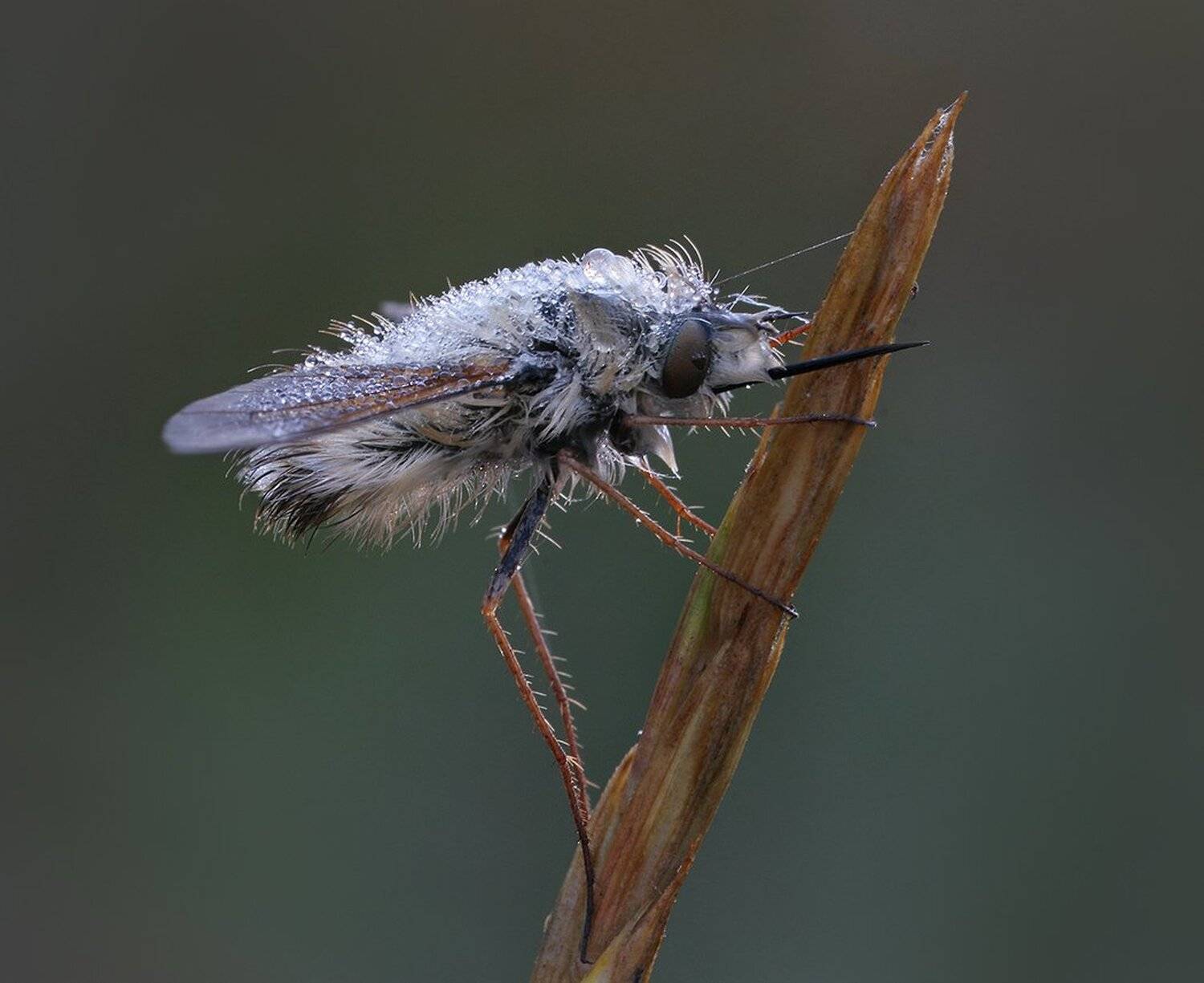 , Вадим Трунов