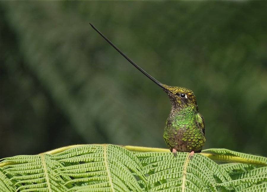 ensifera ensifera, мечеклюв, trochilidae, колибри, Sergey Volkov