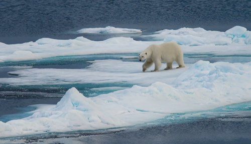 Мишка на севере
