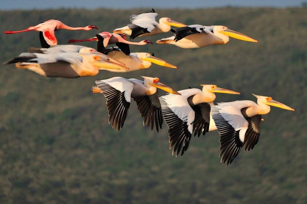 , Алексей Тищенко