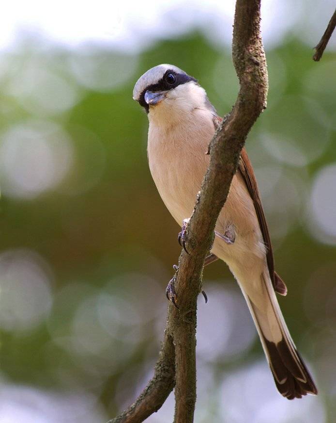 , Игорь Олейник