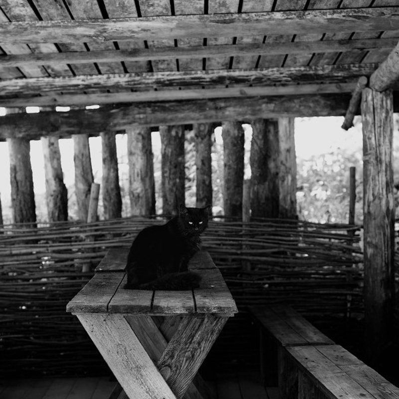 Кушать подано.. фото превью