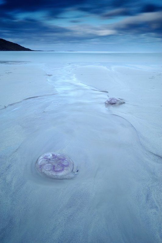 Paradise to jellyfish фото превью