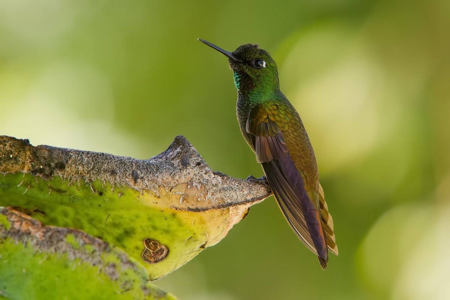 clytolaema rubricauda, колибри, бразилия, Елена Давыдова