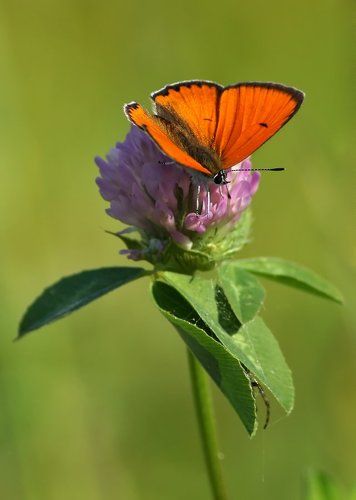 Червонец непарный