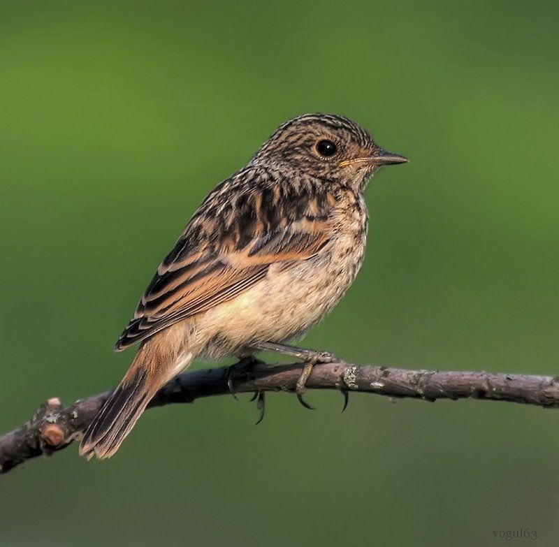 птица, птенец, черноголовый чекан Слёток черноголового чекана. фото превью