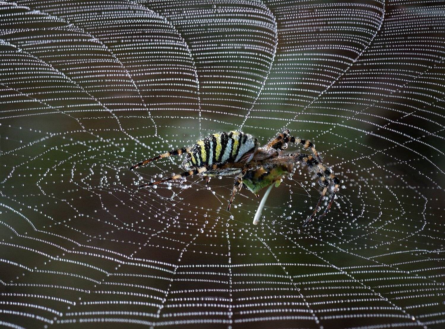 , Вадим Трунов